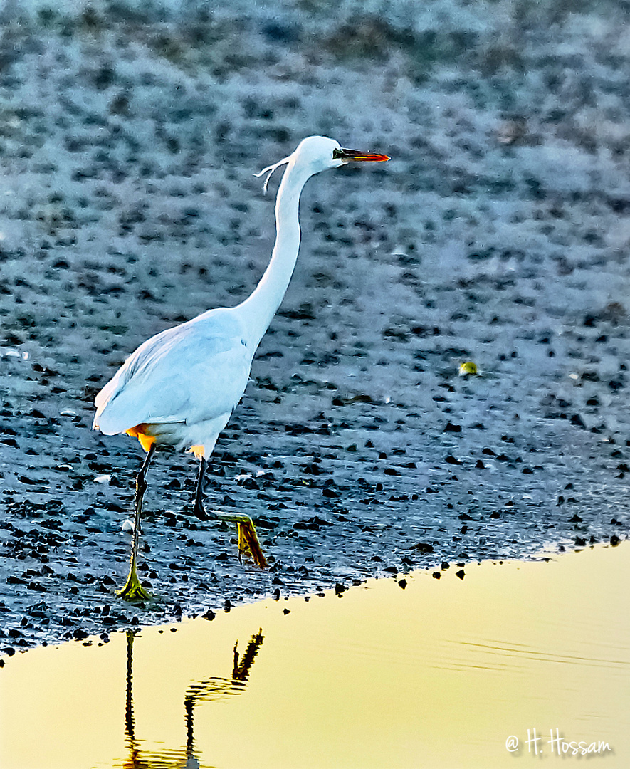 Walking as a King