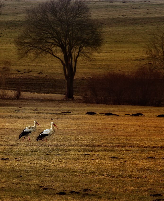 walking birds alone