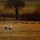 walking birds alone