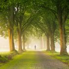 Walking down the Avenue