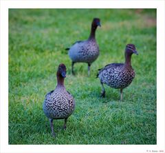 walking Ducks