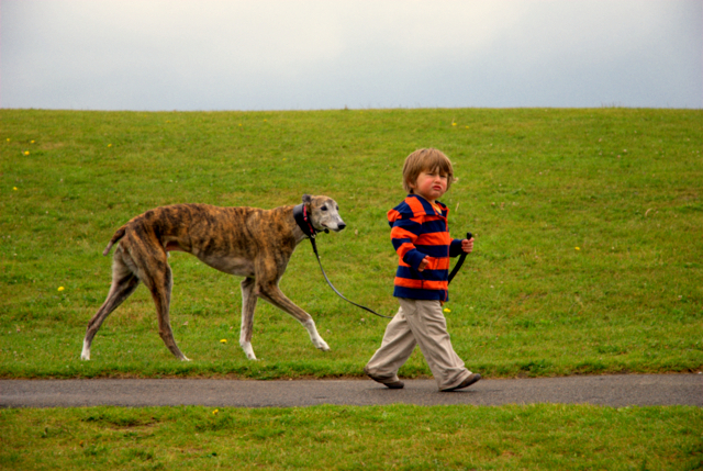 walking his dog