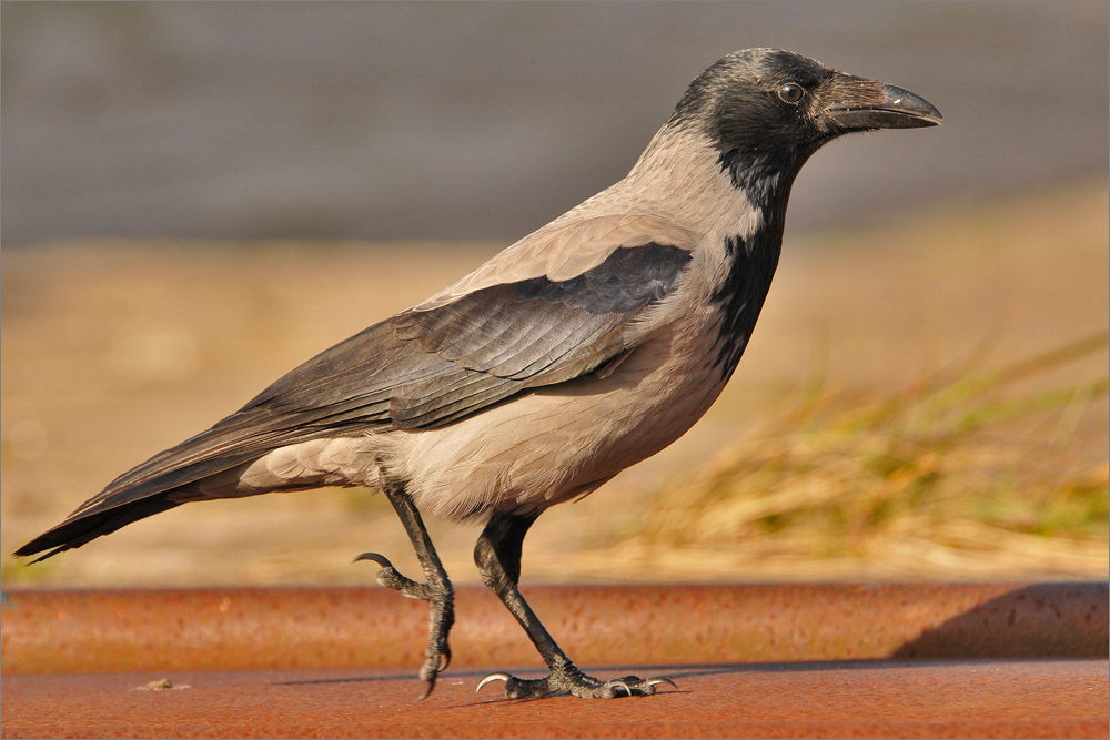 Walking Hooded Crow