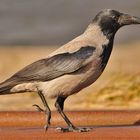 Walking Hooded Crow