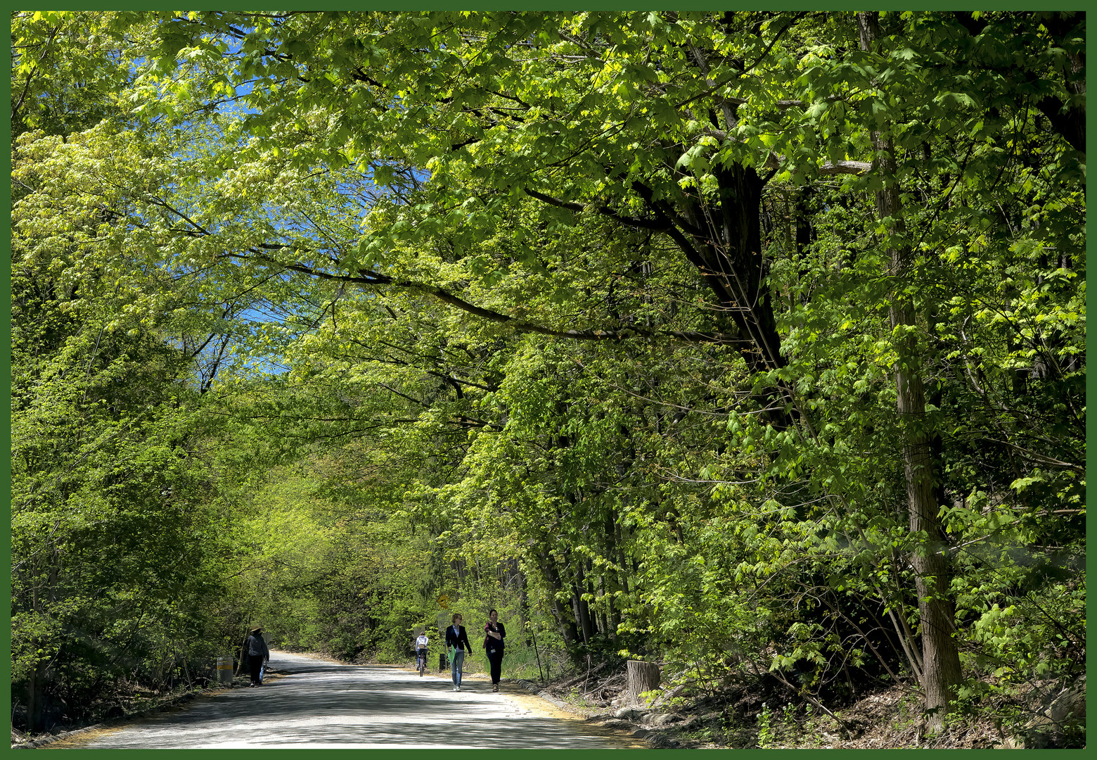 Walking in a spring forest