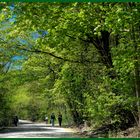 Walking in a spring forest