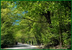 Walking in a spring forest