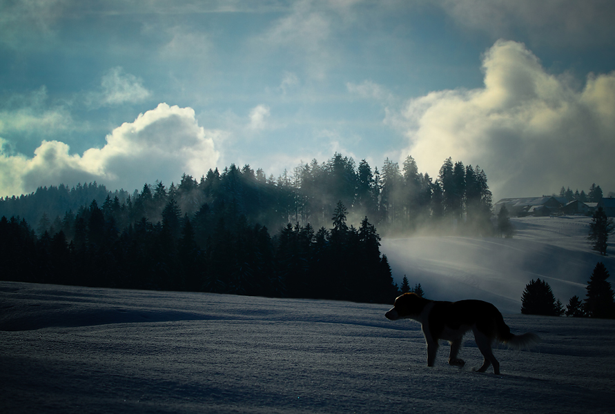 Walking in a Winter Wonderland