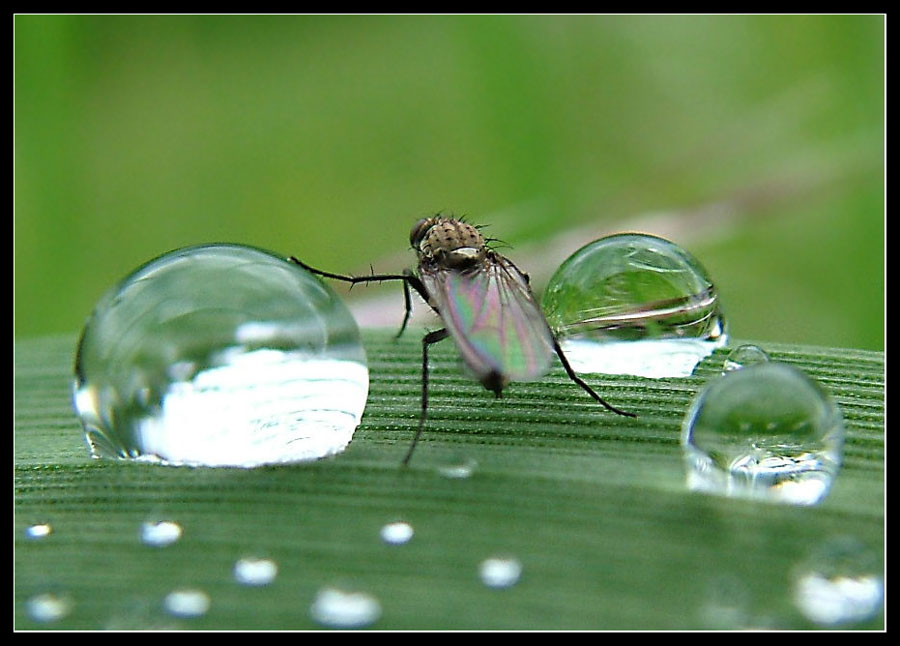 Walking in the drops