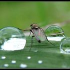 Walking in the drops