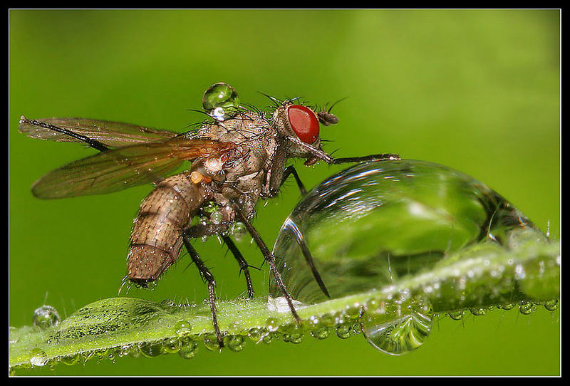 Walking in the drops