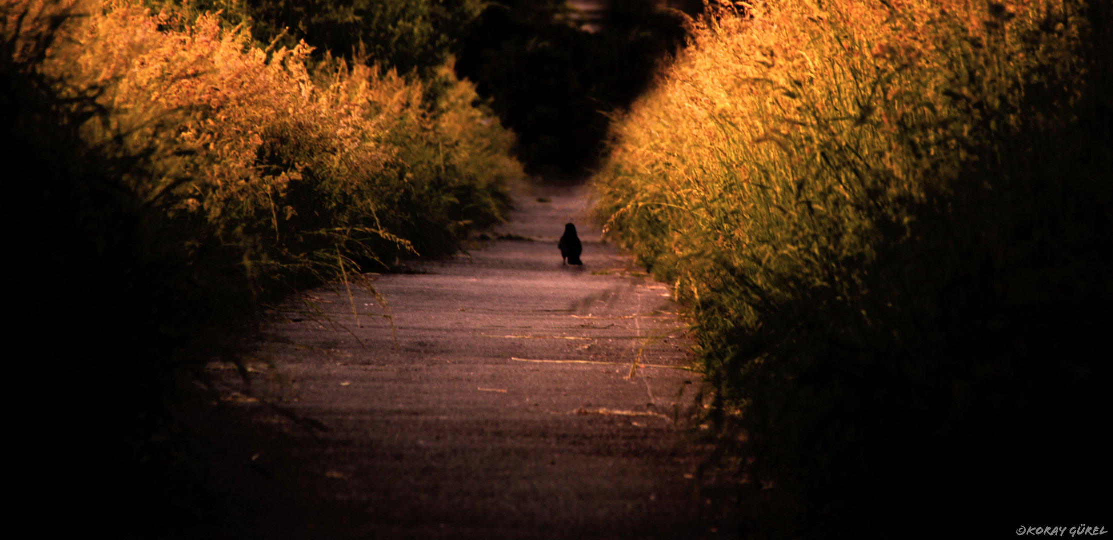 walking in the evening