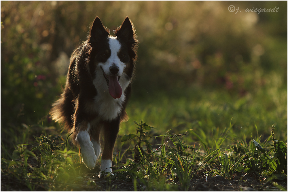 walking in the evening sun