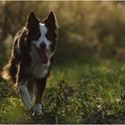 walking in the evening sun