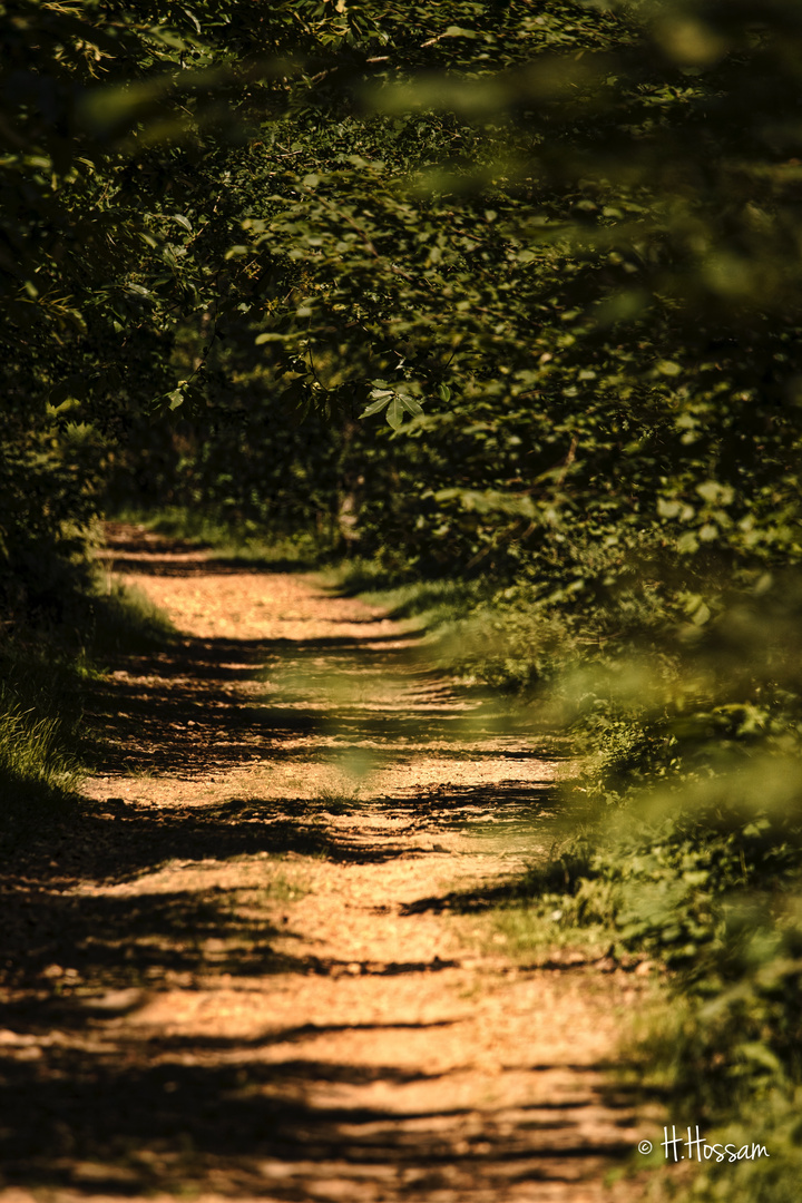 Walking in the forest