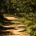 Walking in the forest