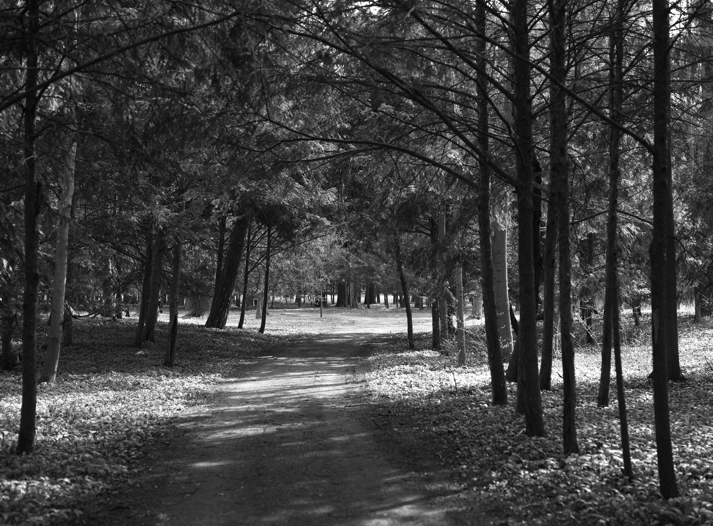 walking in the park