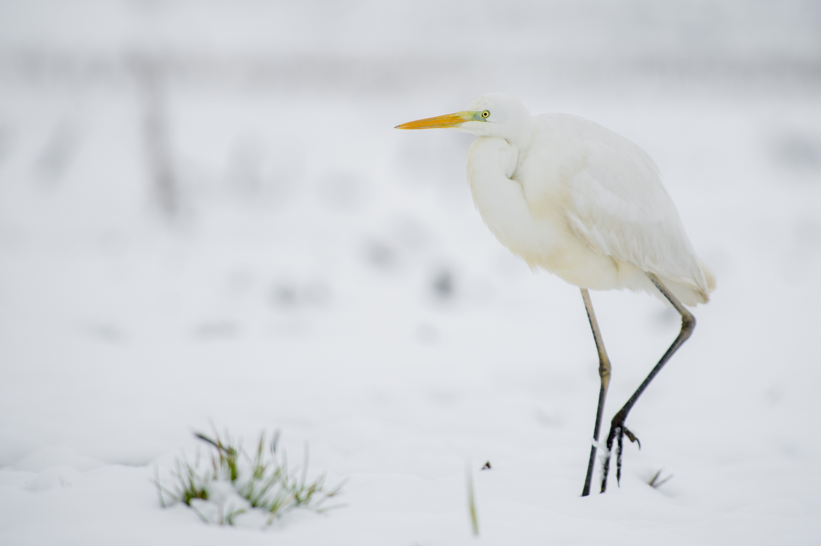 walking in the snow