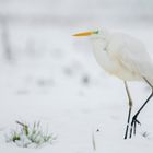 walking in the snow