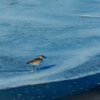 Walking in the surf...