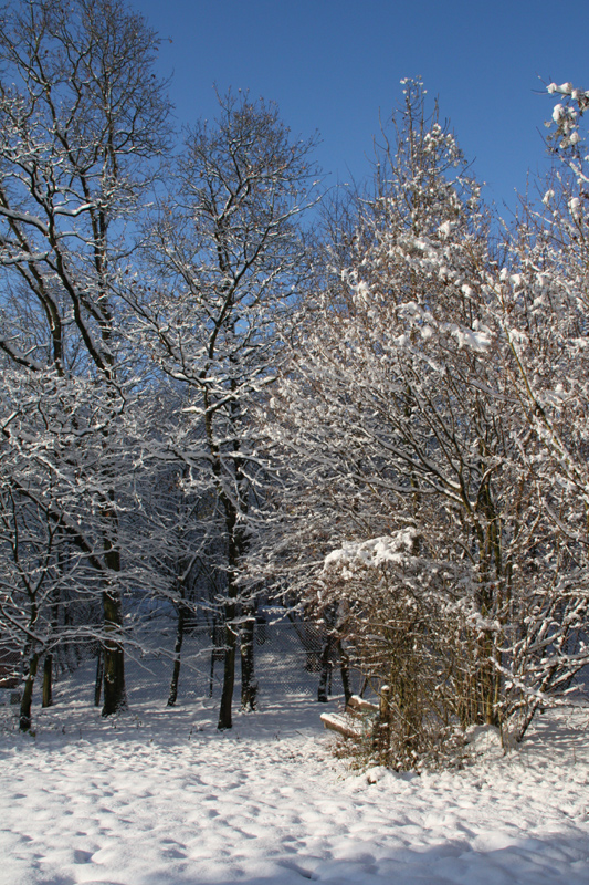 walking in the winter wonder land