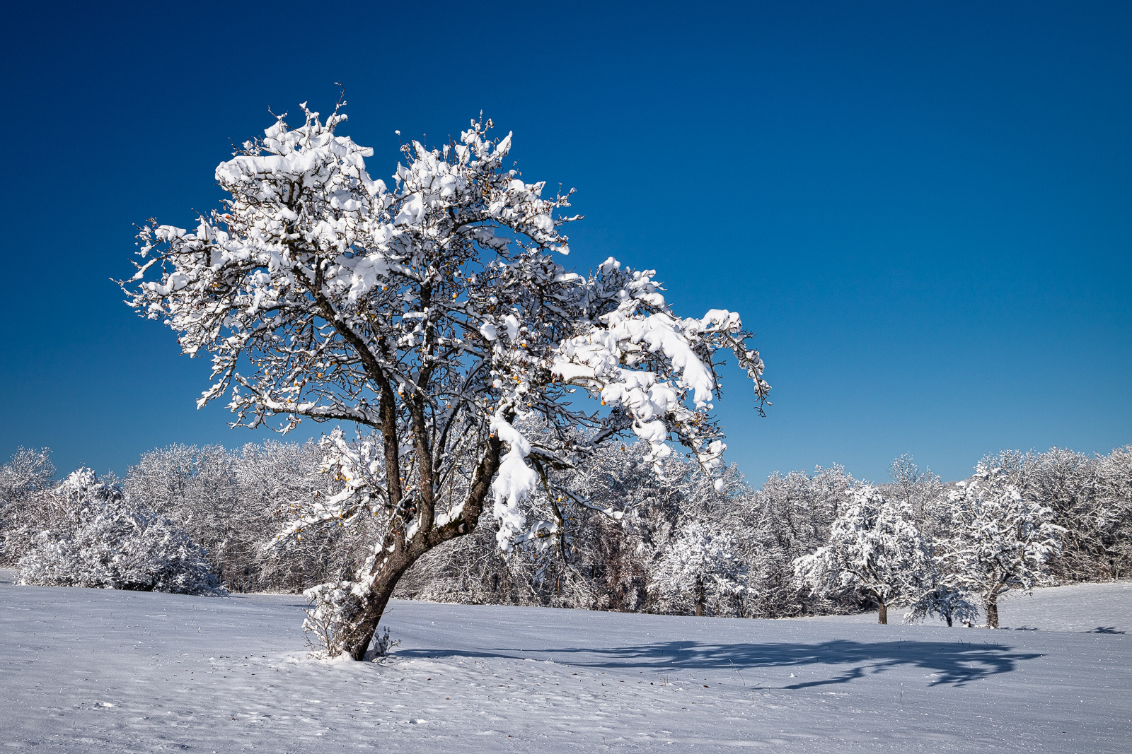 Walking in the Winter Wonderland