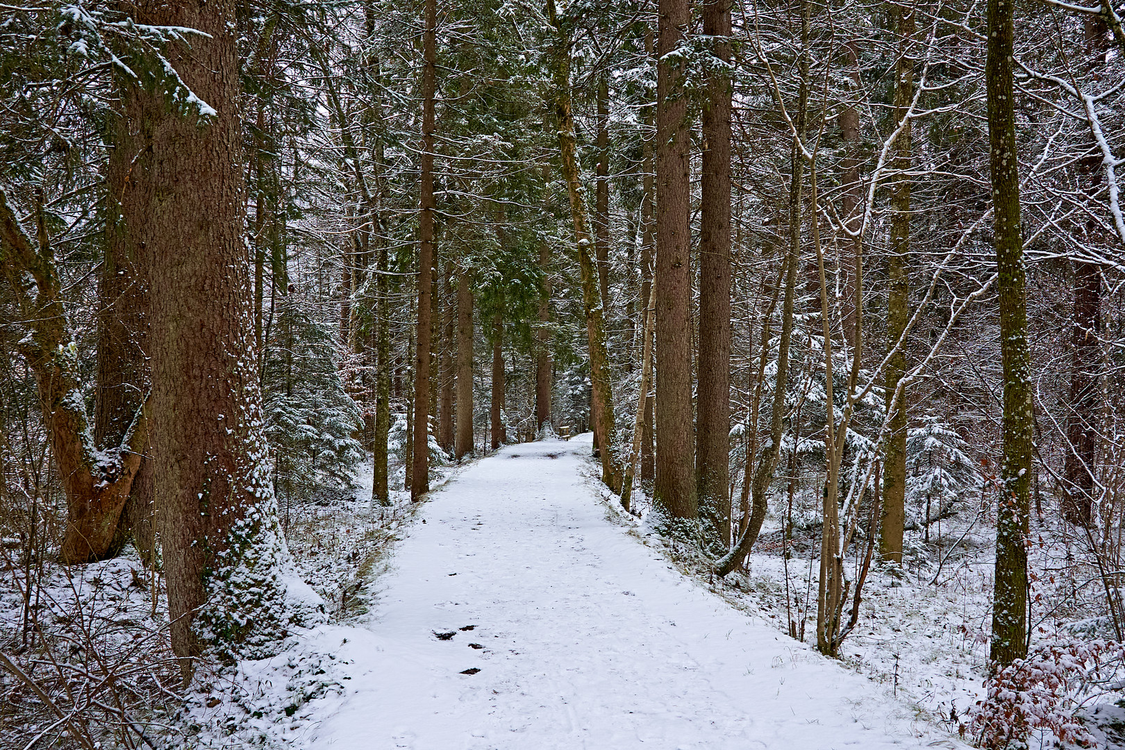 Walking in the Winterwonderland... 