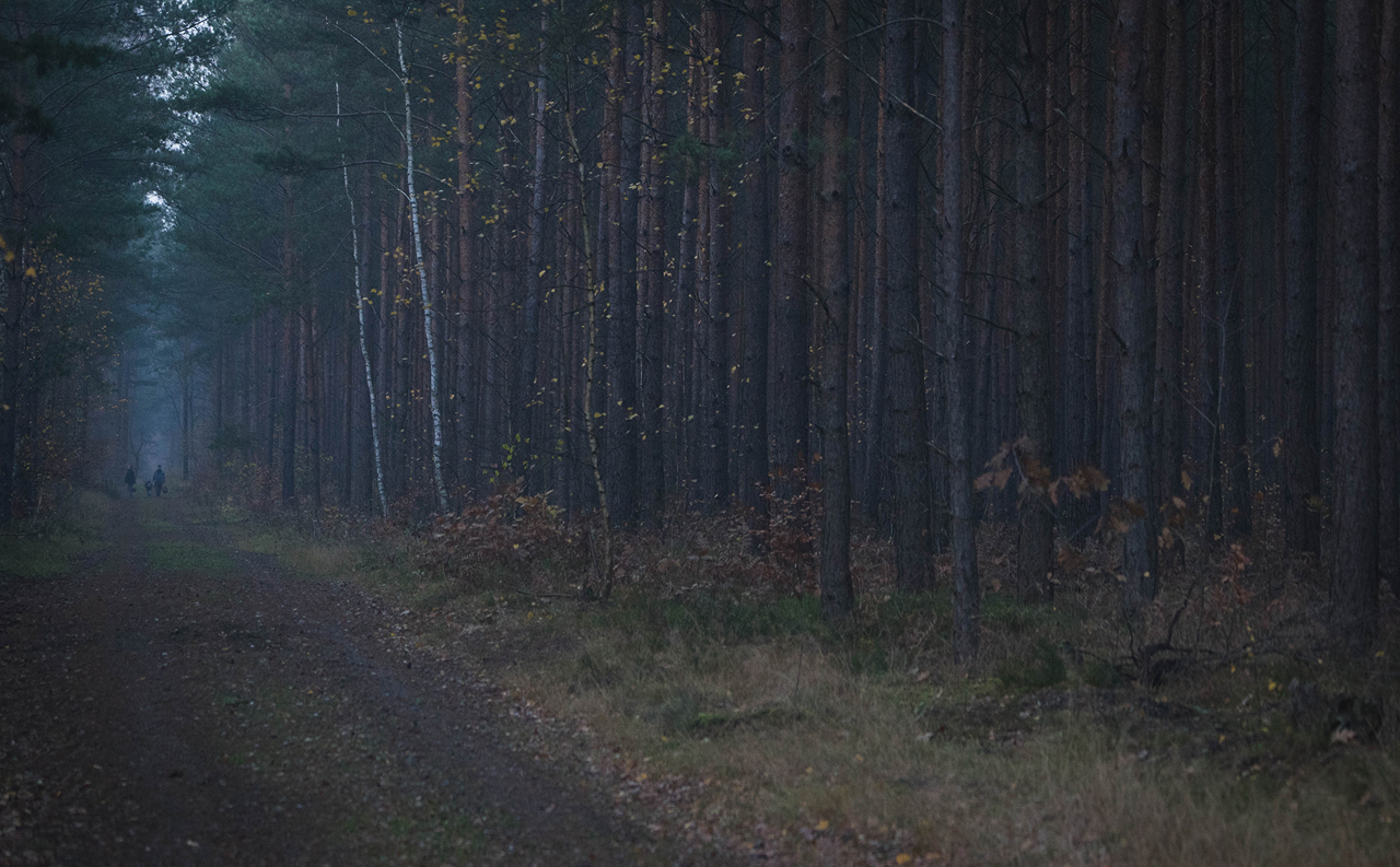 Walking in the Woods