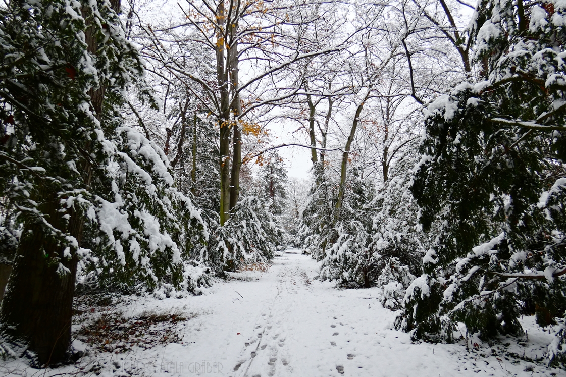 walking into winter