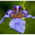 Walking Iris (Neomarica caerulea)