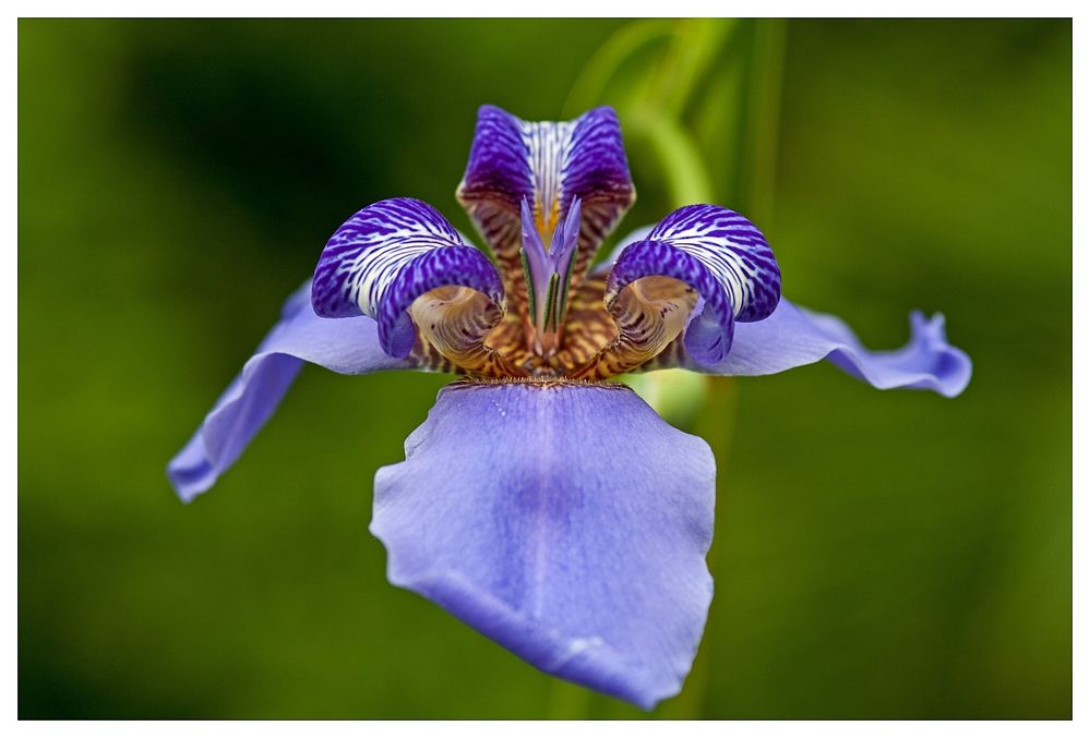 Walking Iris (Neomarica caerulea)
