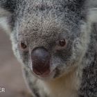 Walking Koala