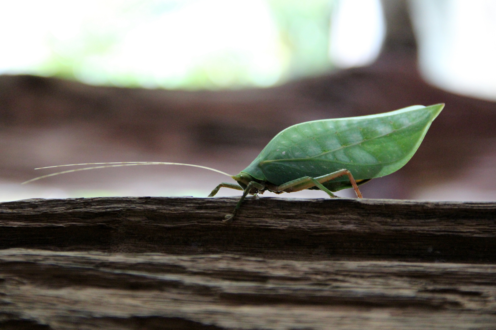 Walking Leaf