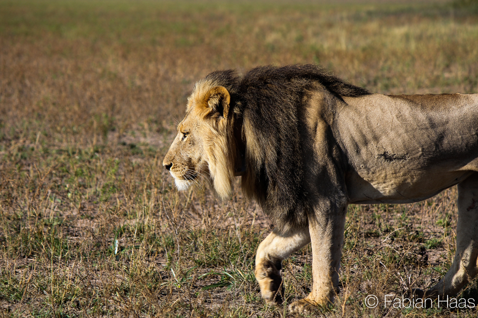 Walking Lion