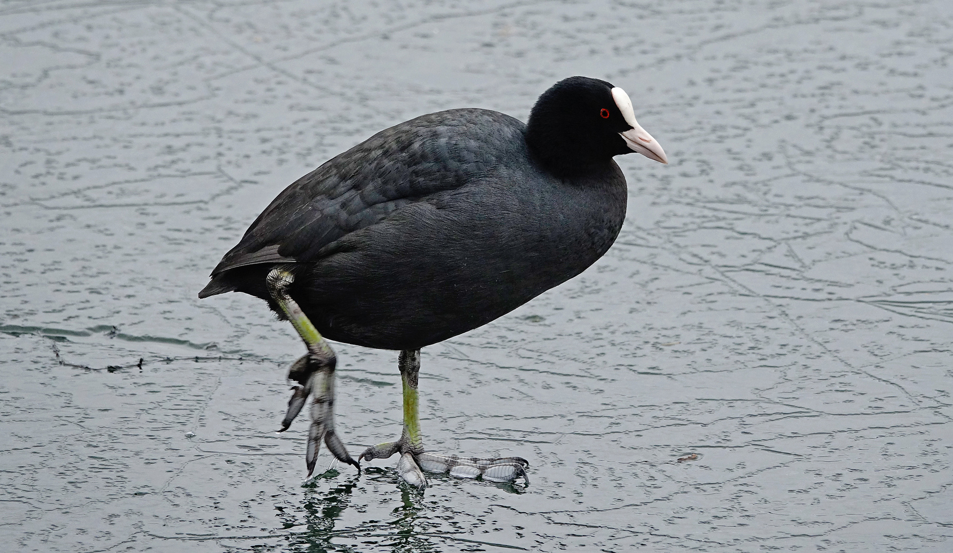 walking on ice