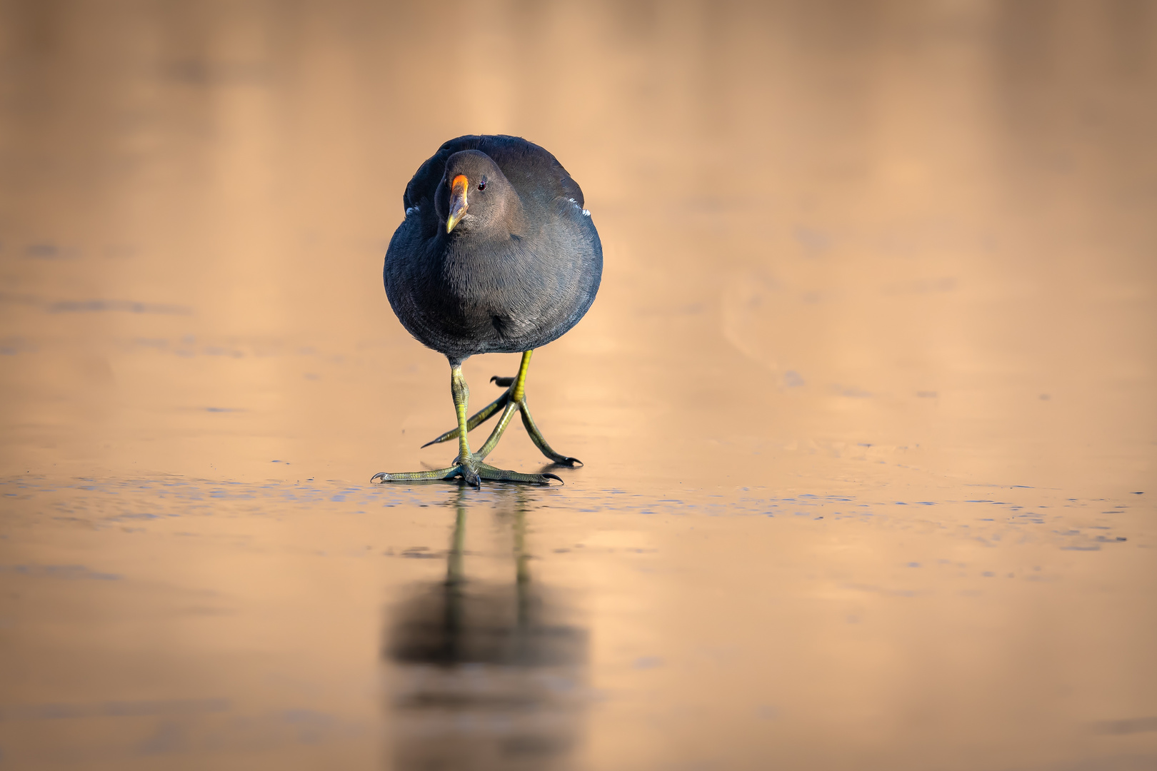 walking on ice