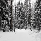 Walking on snowy forest