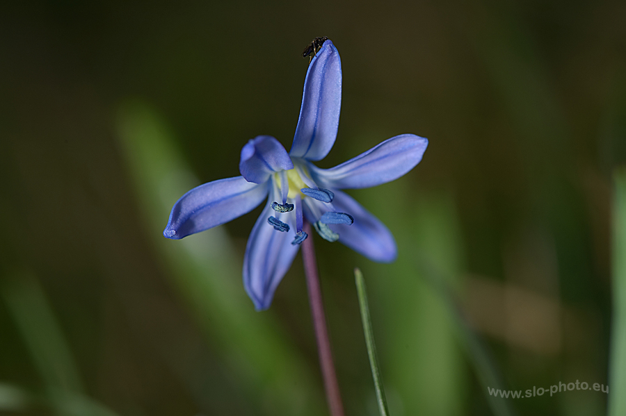 walking on the blue