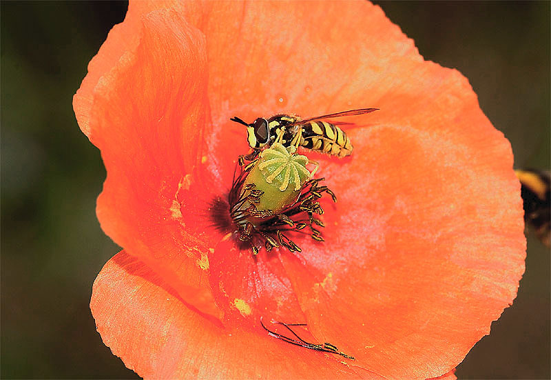 Walking on the mohn