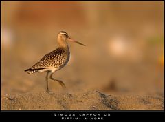 Walking on the... sand