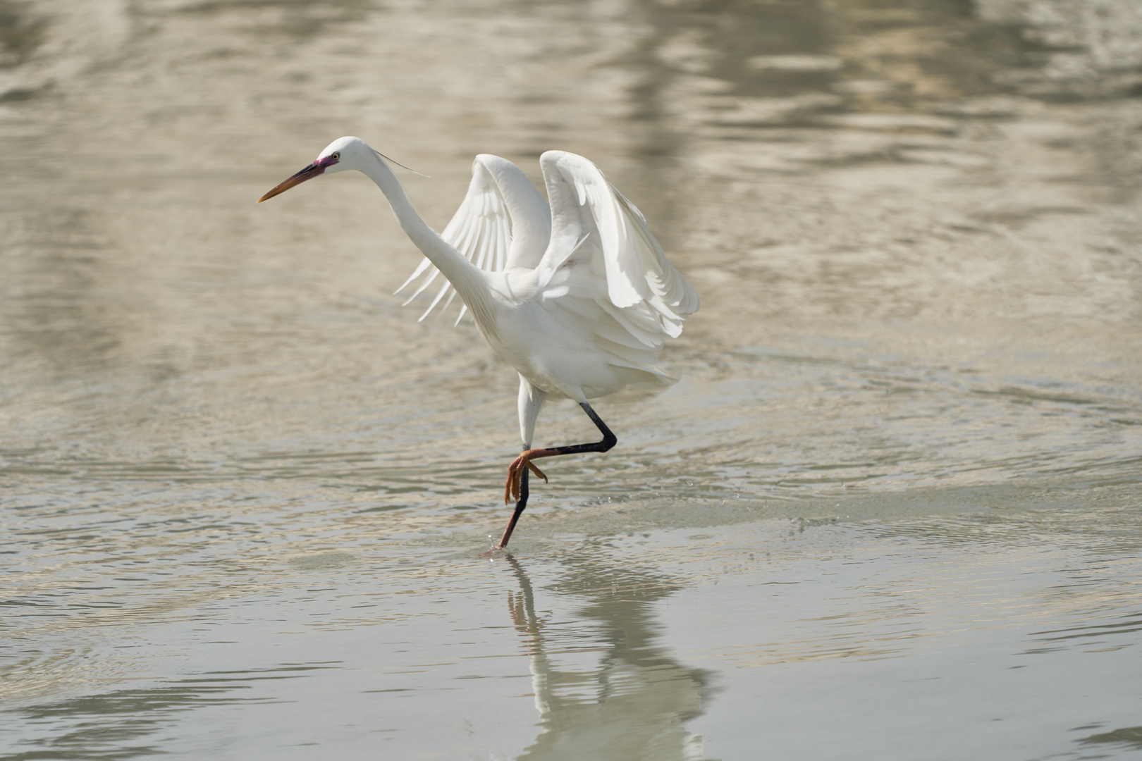 Walking on the water