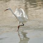 Walking on the water