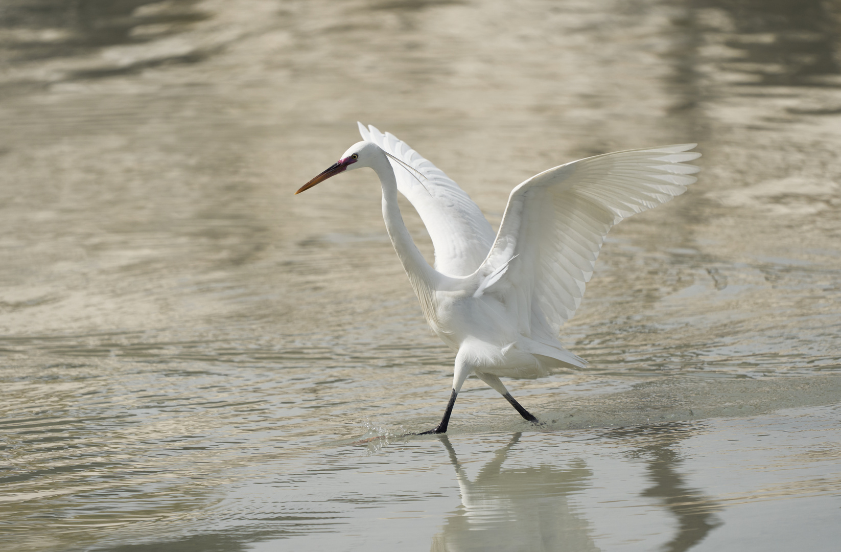 Walking on the water