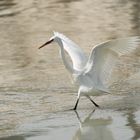 Walking on the water