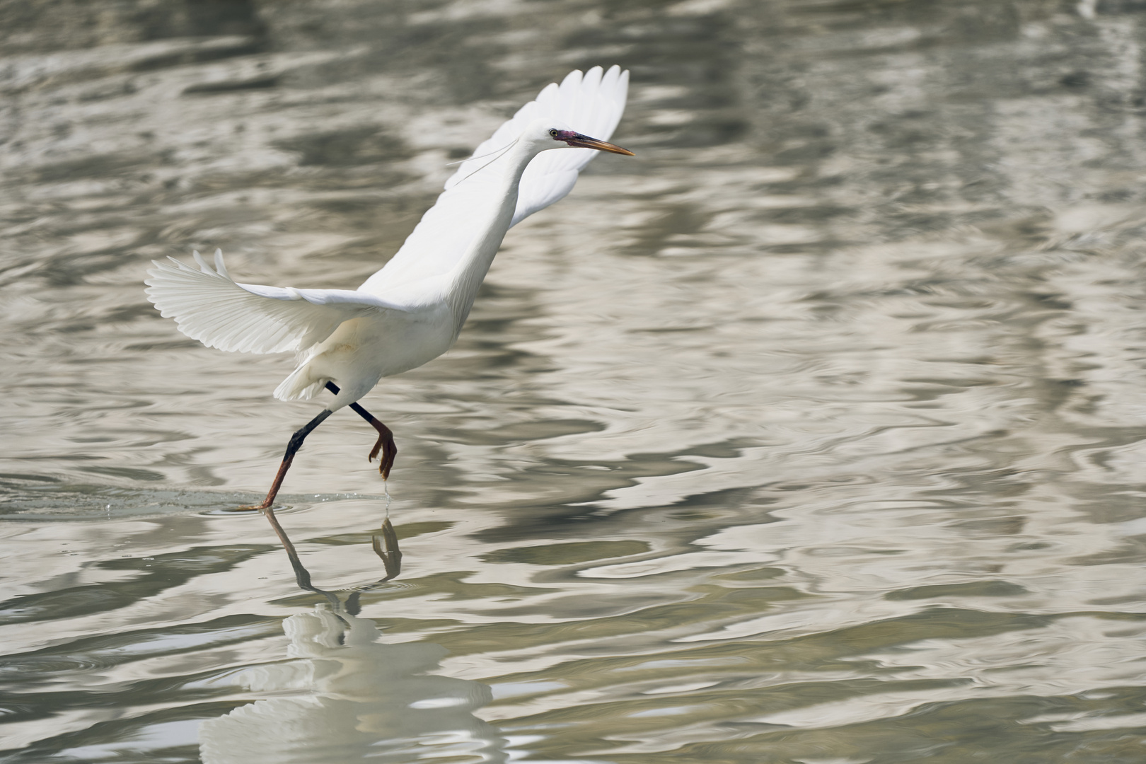 Walking on the water