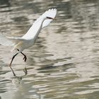 Walking on the water