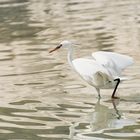 Walking on the water