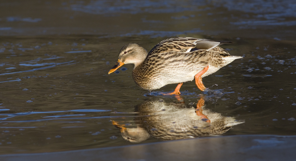 walking on water