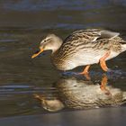 walking on water