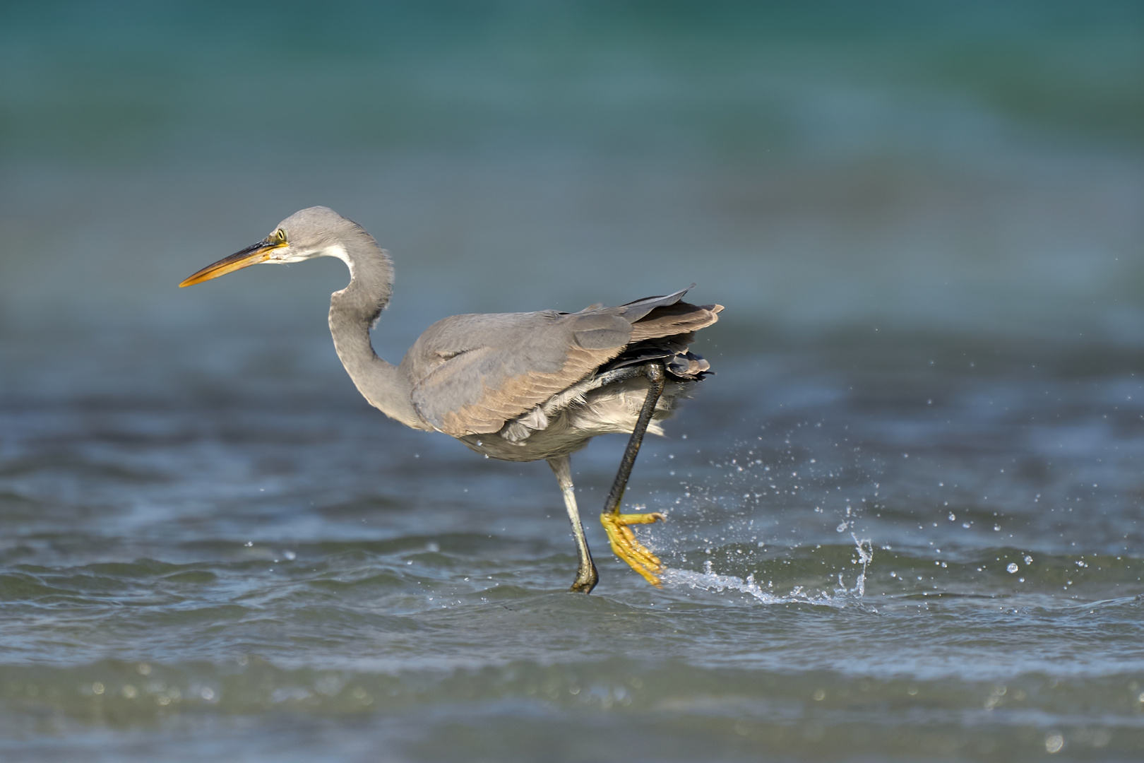 Walking on water